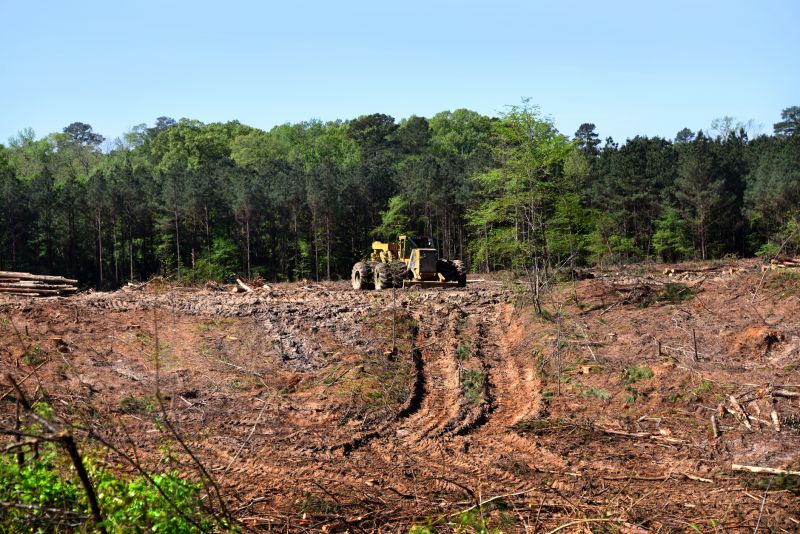 Land Clearing Professionals at Work