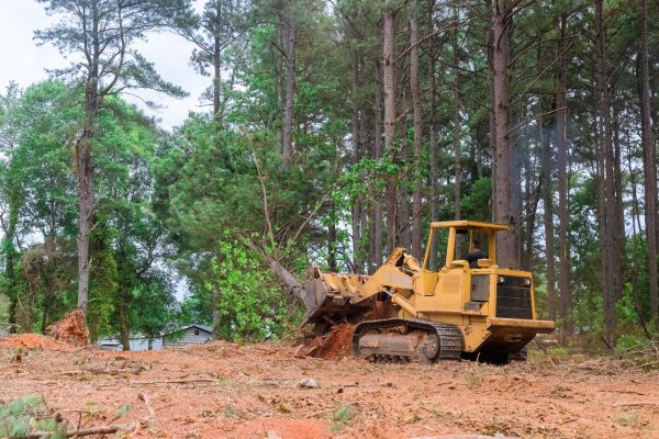 Cost of Forest Thinning in Cocoa