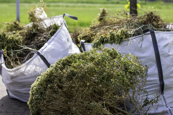 Cost of Bushes Clearing in Cocoa